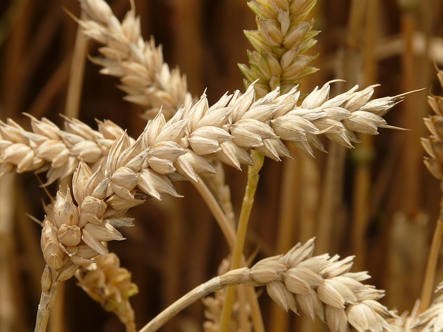 špice pšenice.jpg