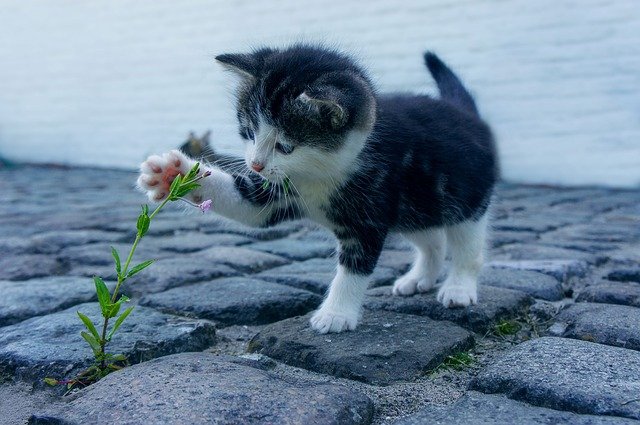květina a kočička